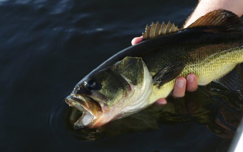 Top 7 Best Rod and Reel Combos For Bass Fishing (2024 Guide)