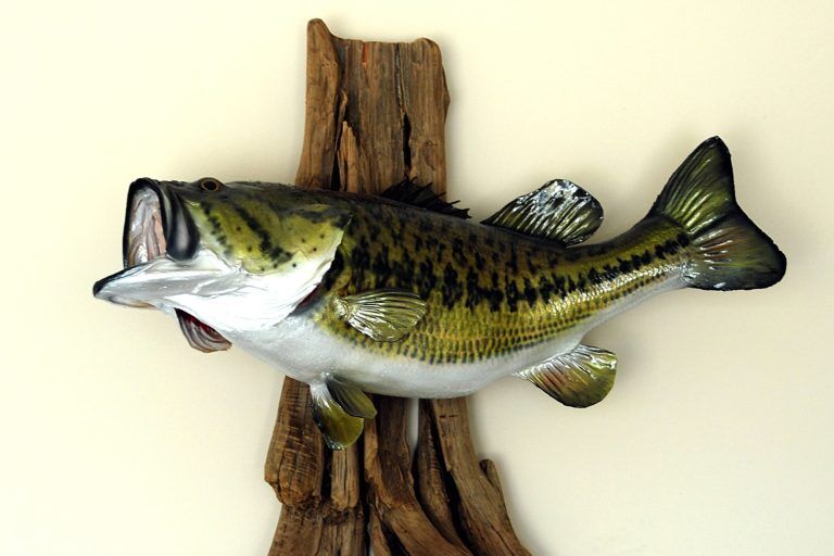 How to Mount Fish: A Guide to Mounting Fish (Prep and Cost)