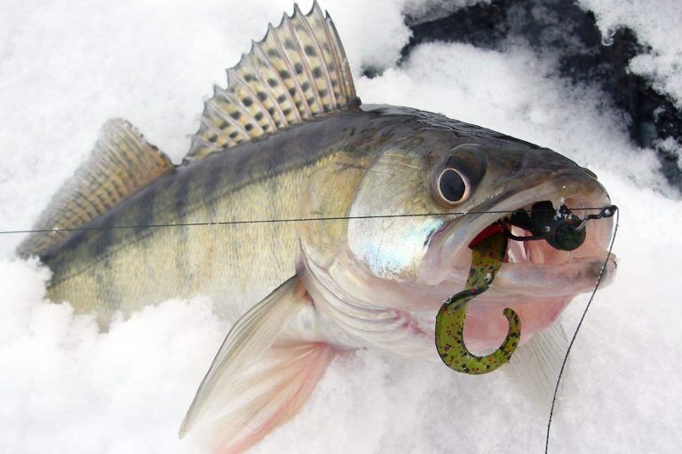 Drop-shotting is lethal for fall walleye—if you use the right line •  Outdoor Canada